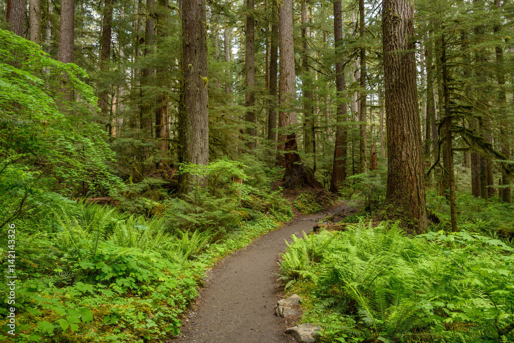 Fototapeta premium Hiking Path in Rain-Forest - A hiking path deep in a dense rain-forest. Olympic National Park, Washington, USA.