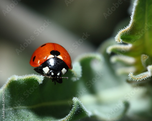 Ladybug on leaf © Les