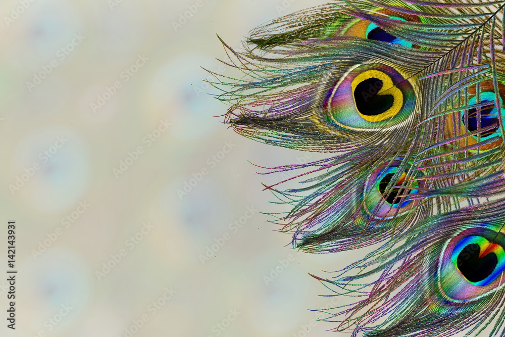 Obraz premium peacock feathers in blurs background with text copy space
