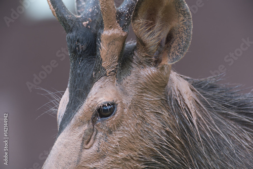 Sambar deer mud play, Khao ...