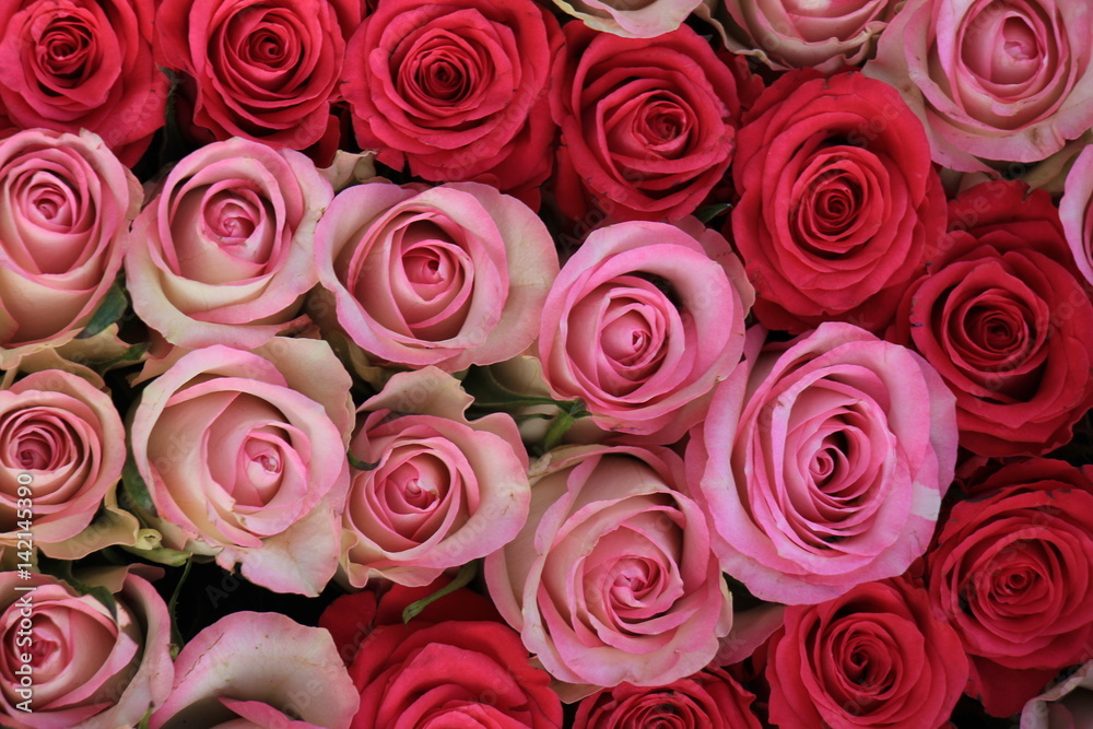 Mixed pink roses