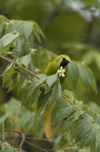 the Leafbird