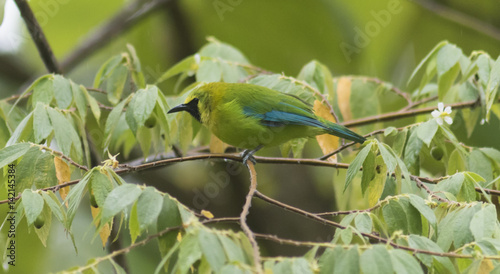 the Leafbird