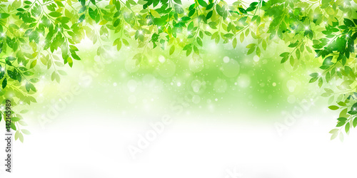 新緑　葉　緑　背景