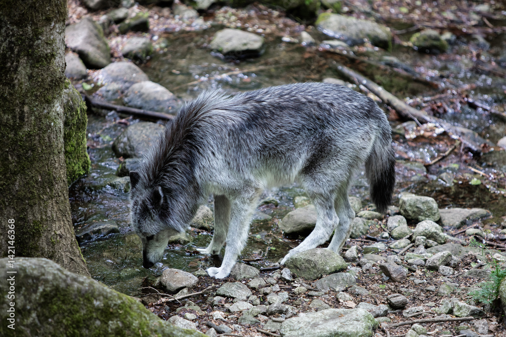 Loups du canada boit