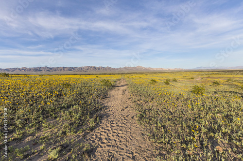 Mojave desert spring wildfl...