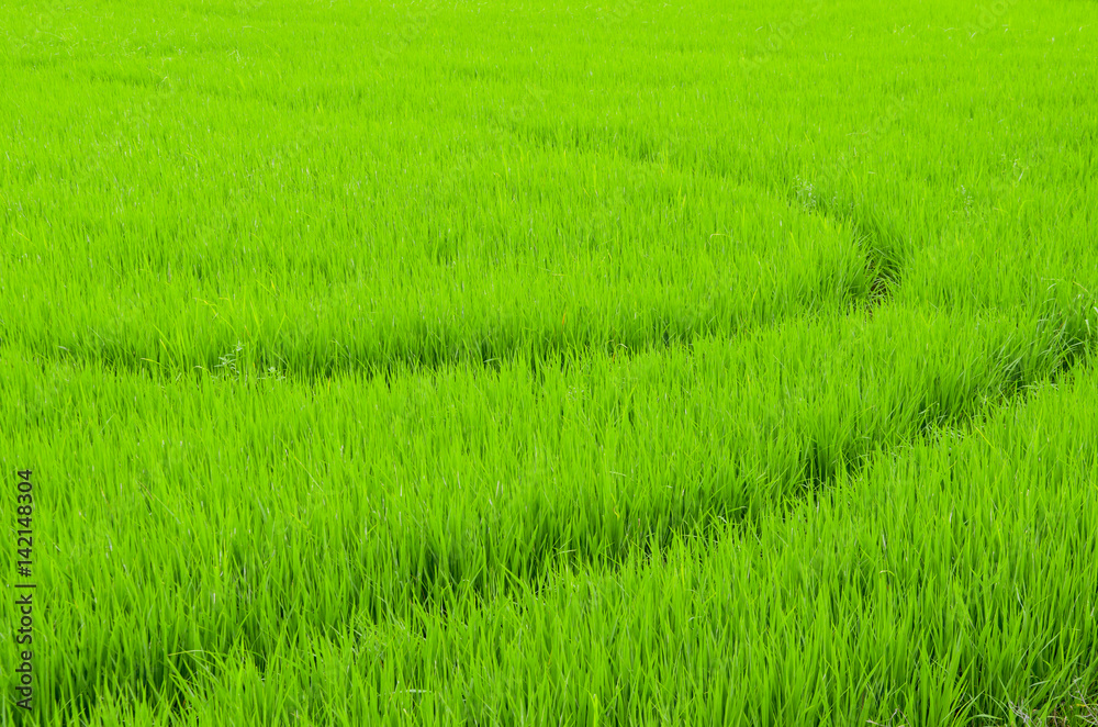 The rice farm in the country, Agricultural site in, Thailand The rice farm in the country, Agricultural site in, Thailand