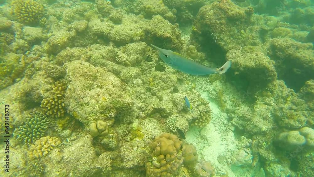 Ocean scenery on shallow coral reef. Underwater video of the ocean. Small fish swim erratically and hidden by algae. Colored corals and fish in the Maldives. Ocean scenery on shallow coral reef. Underwater video of the ocean. Small fish swim erratically and hidden by algae. Colored corals and fish in the Maldives.