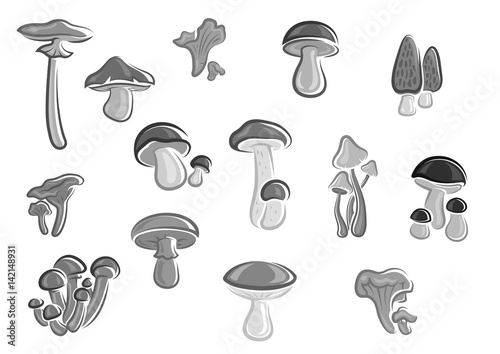Mushrooms edible champignons, morel vector icons