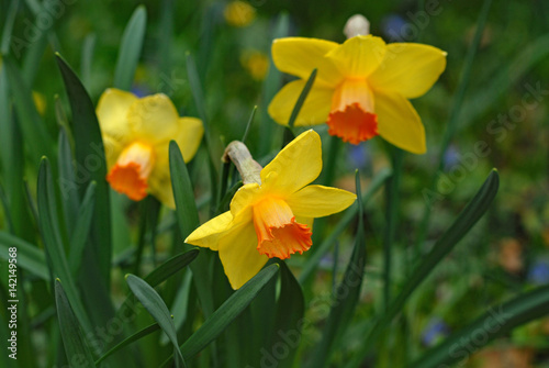 close up of bicolored trumpet daffodils