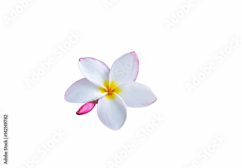  With clipping path  Isolated beautiful sweet white flower plumeria frangipani