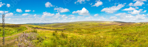 Fields of heather in Scotland