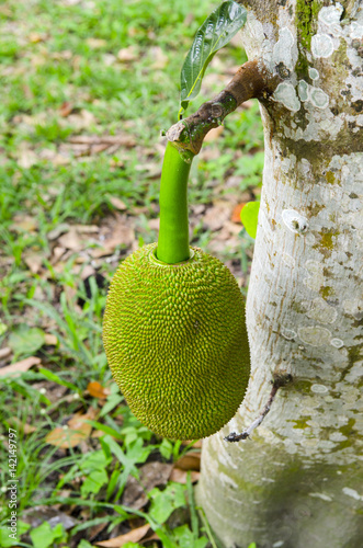 Green jackfruit on tree , Local fruit of Thailand