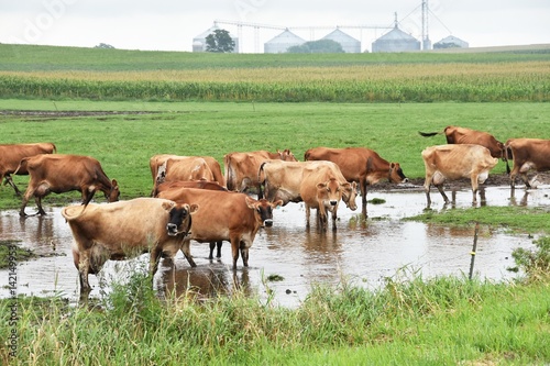 Cows in Water