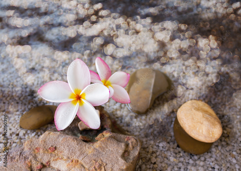 Flower plumeria or frangipani on green leaf and water Flower plumeria or frangipani on green leaf and water