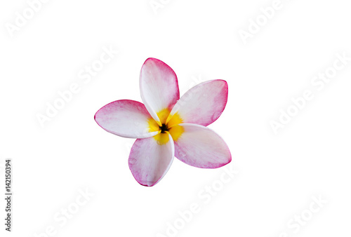 (With clipping path) Isolated beautiful sweet white plumeria  frangipani