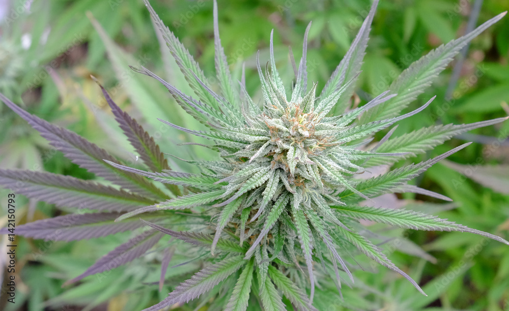 Cannabis in flower (Bud) Cannabis in flower (Bud)
