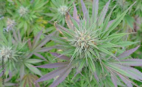 Cannabis in flower  Bud 