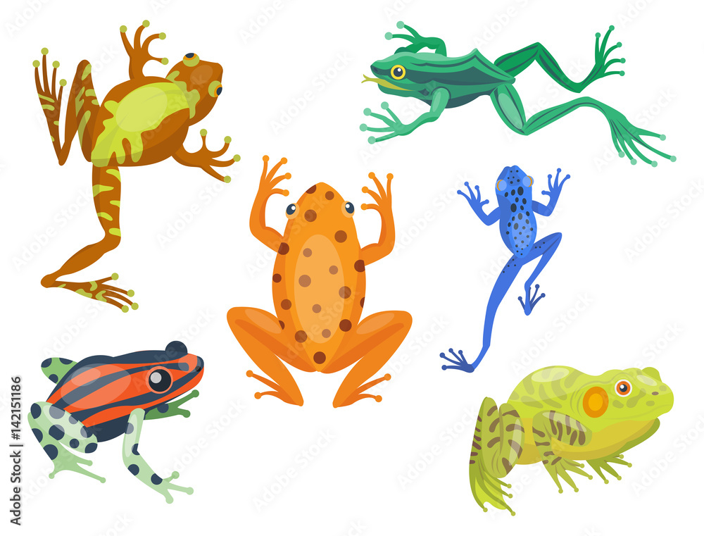 Obraz premium Frog cartoon tropical animal cartoon nature icon funny and isolated mascot character wild funny forest toad amphibian vector illustration.