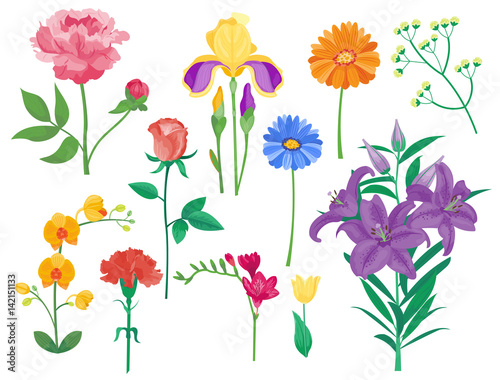 Cartoon petal vintage floral vector bouquet garden flower botanical natural p...