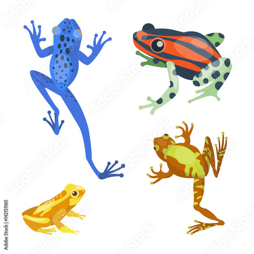 Frog cartoon tropical animal cartoon nature icon funny and isolated mascot character wild funny forest toad amphibian vector illustration.