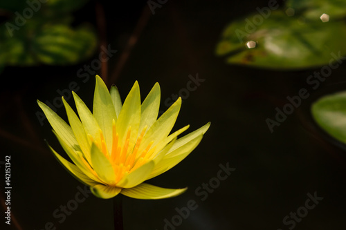 yellow waterlily or lotus flower blooming on pond