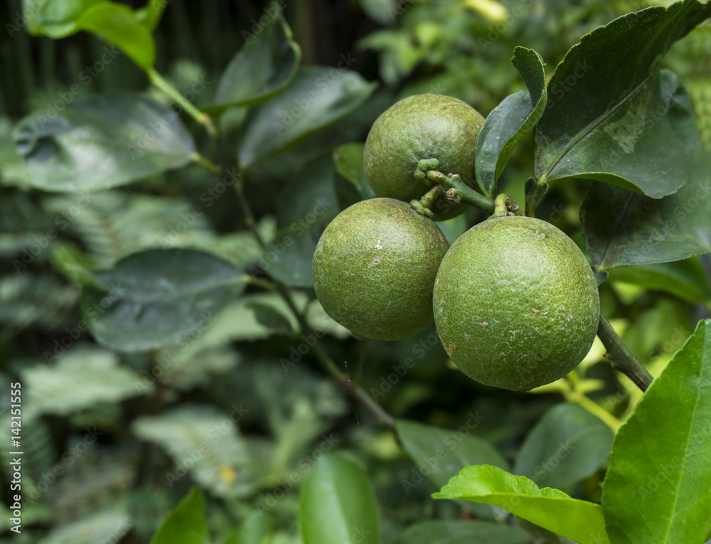 Lime is the right size waiting for harvest Lime is the right size waiting for harvest