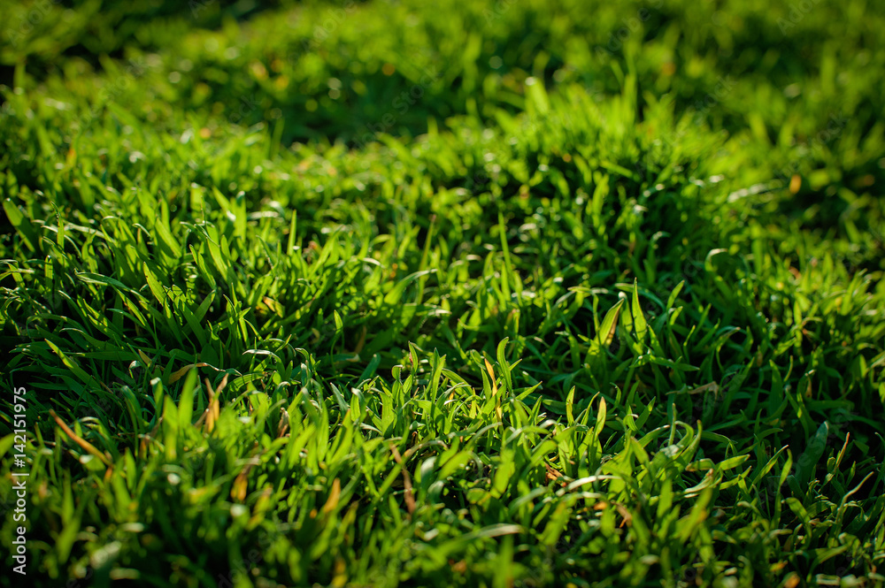 Fototapeta premium Green Grass rice field. Concept of ecology. Natural background