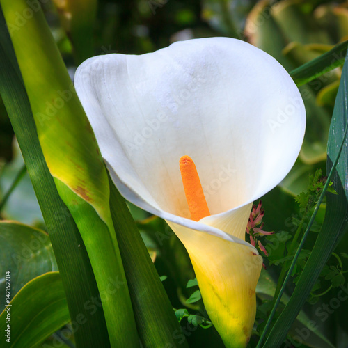 white callas at the garden, New Zealand photo