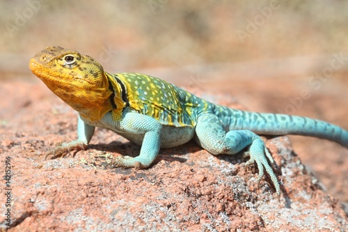 Western Collard Lizard (Crotaphytus collaris)