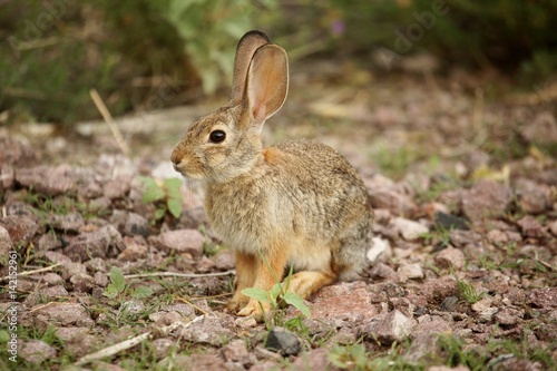 Desert Cottontail Rabbit (Sylvilagus audubonii)