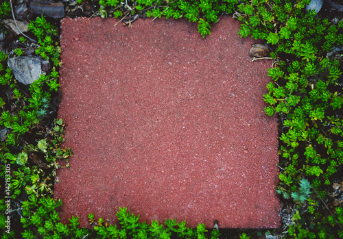 Red Brick tile covered in Sedum flower plants garden bed Spring