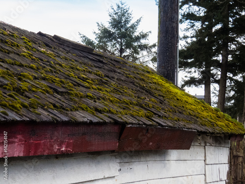 Moss on roof of building