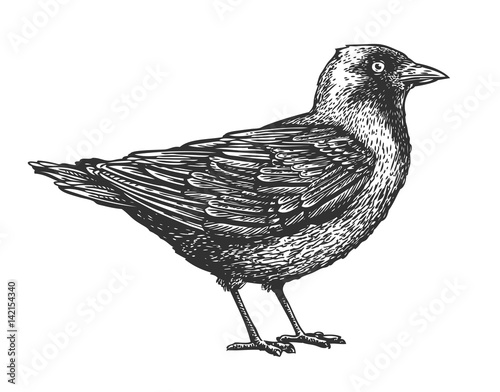 Hand-drawn bird. Animal sketch. Vector illustration