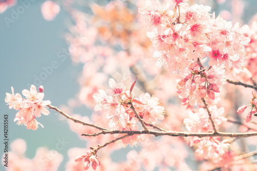 Cherry Blossom trees in spring  The wild himalayan cherry