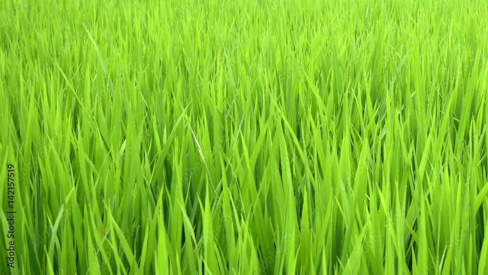 Wheat field. shot blurred grass background with water drops in the green wheat field. Wheat field. shot blurred grass background with water drops in the green wheat field.