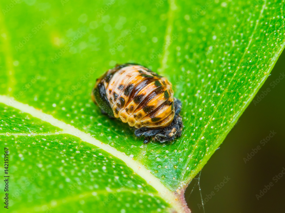 Ladybug Insect Egg on Green Leaf Ladybug Insect Egg on Green Leaf