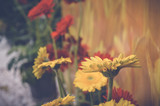 yellow and red flowers, spring background