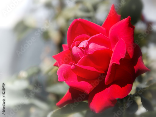 red rose on blurred background