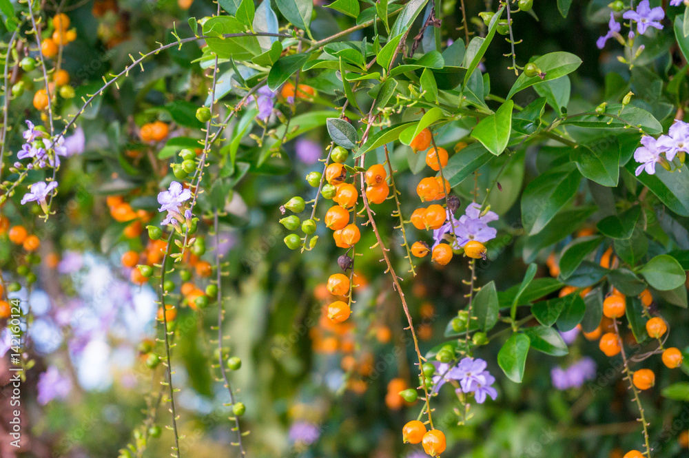 Bright tropical plant with violet flowers and orange berries