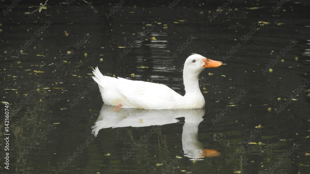 Ducks Swimming on the lake