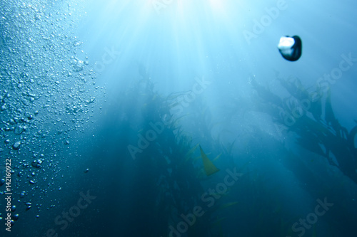 Underwater View of Kelp Forest with Bubbles photo