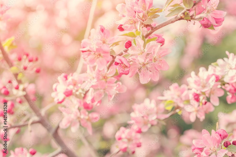 Flowering tree branches with pink flowers in sunlight 