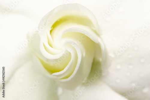 Sweet soft and blur Gardenia jasminoides or Cape jasmine flower, selective focus.