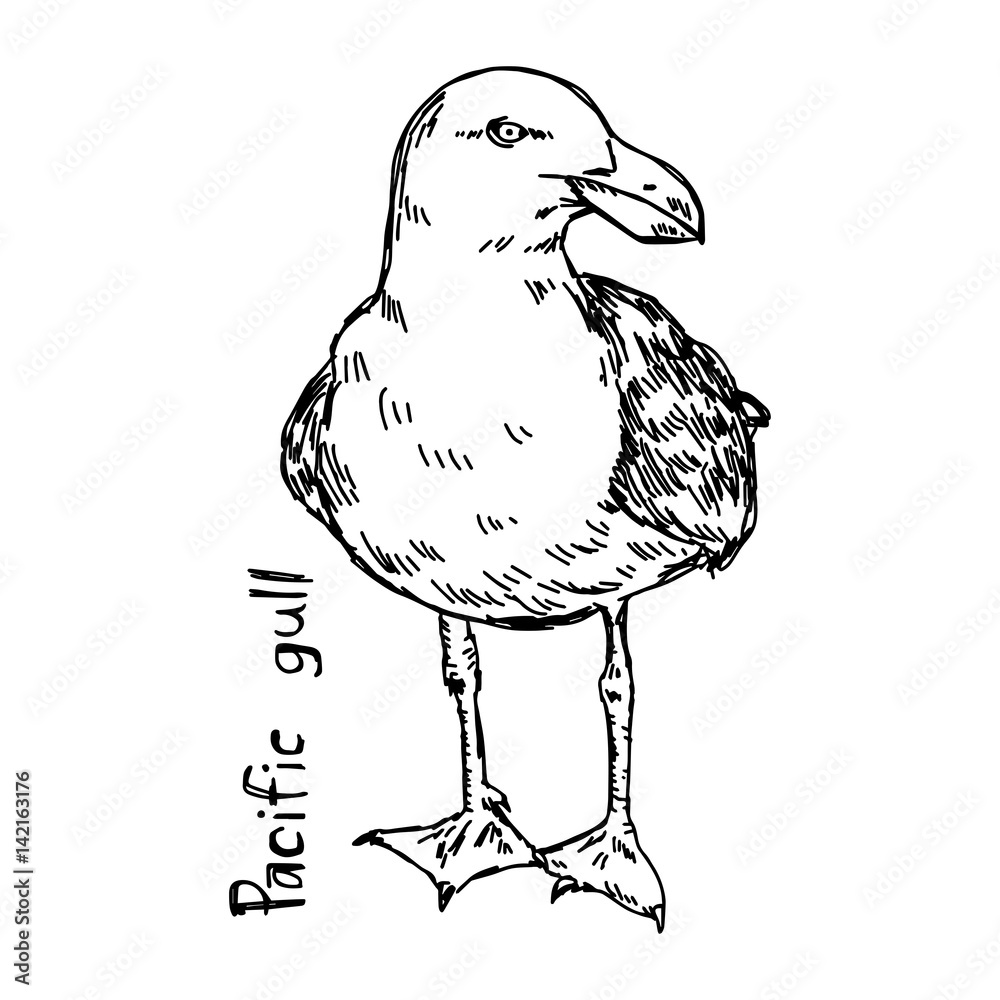Fototapeta premium pacific gull - vector illustration sketch hand drawn with black lines, isolated on white background