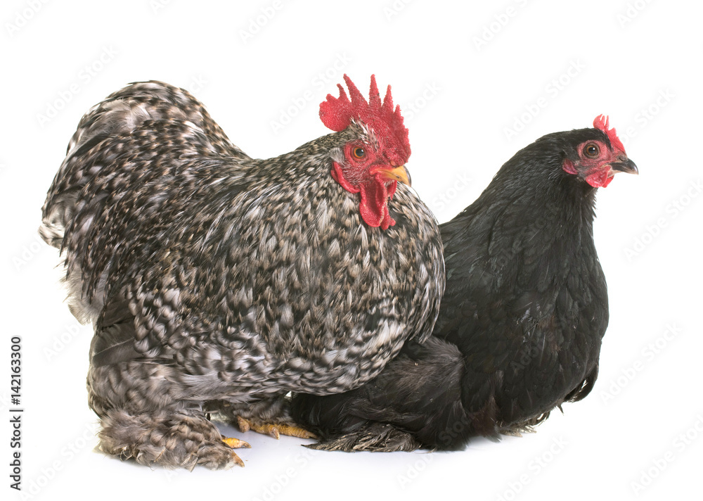 pekin chicken in studio pekin chicken in studio