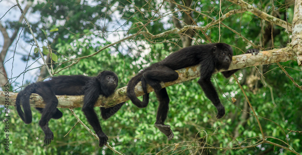 Fototapeta premium monkeys sitting on a tree in the rainforest by Tikal - Guatemala