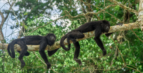 monkeys sitting on a tree in the rainforest by Tikal - Guatemala