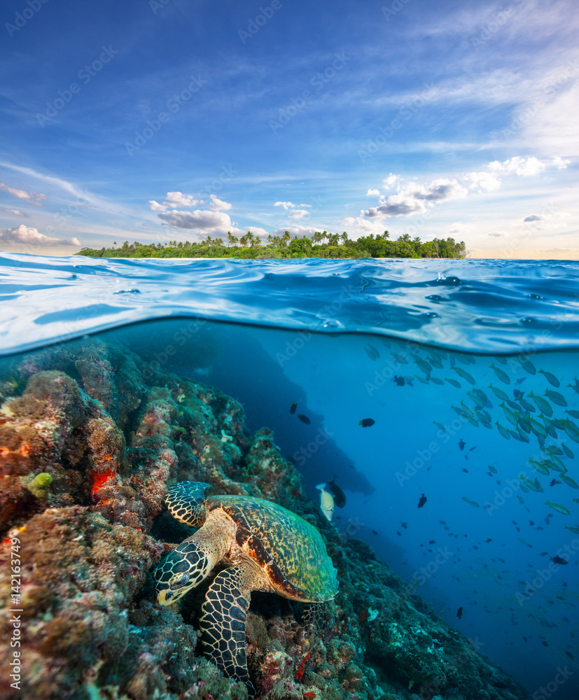 Hawksbill Sea Turtle exploring coral reef under water surface