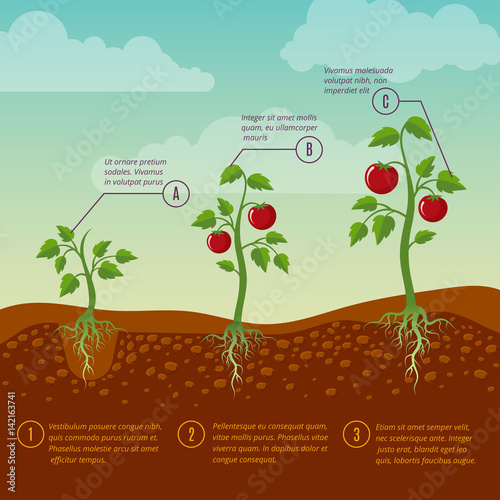Tomatoes growth and planting stages flat vector diagram